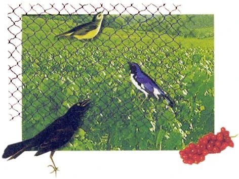 Для отпугивания птиц